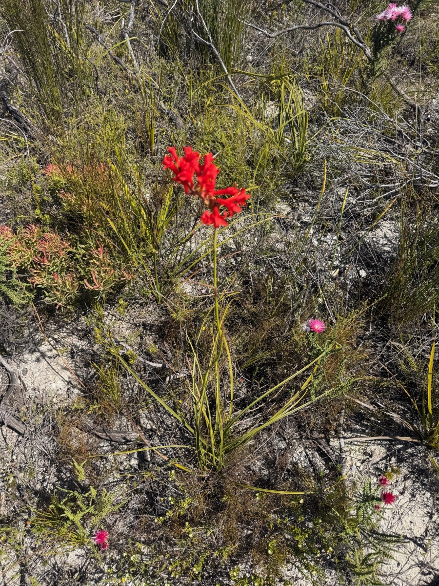 0 Bedroom Property for Sale in Kleinmond Rural Western Cape